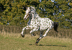 running horse