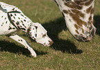 horse and dalmatian