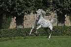 galloping Knabstrupper