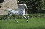 galloping Knabstrupper