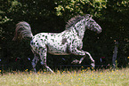 knabstrup horse in summer