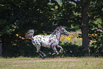 knabstrup horse in summer