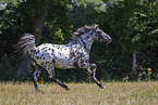 knabstrup horse in summer