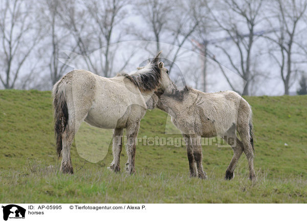 Koniks / horses / AP-05995