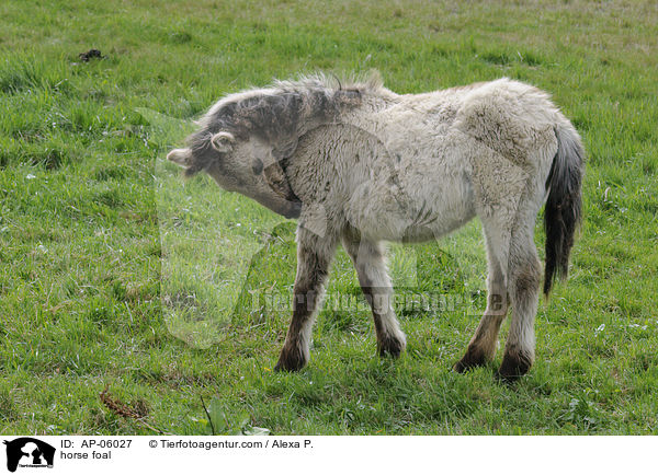 Konik Fohlen / horse foal / AP-06027