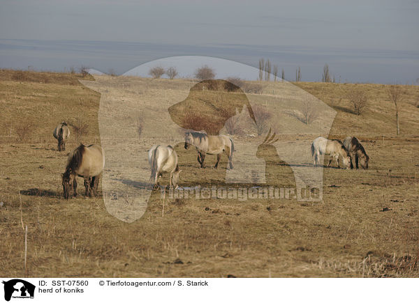 Konik Herde / herd of koniks / SST-07560