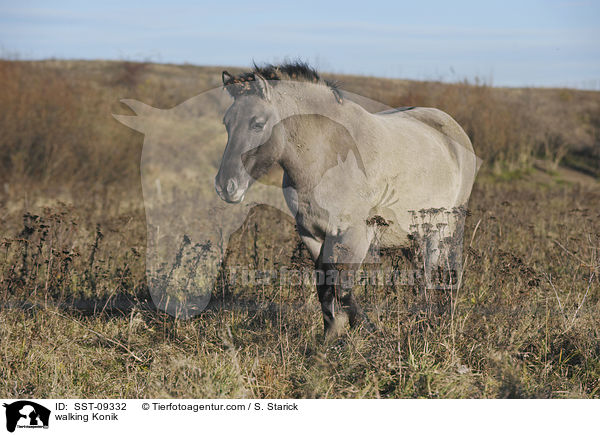 walking Konik / SST-09332