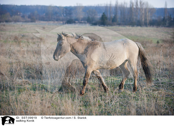 walking Konik / SST-09919