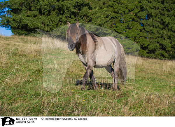 walking Konik / SST-13879