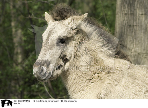 Konik / Konik / HB-01916