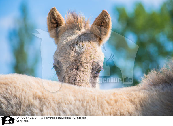 Konik Fohlen / Konik foal / SST-19379