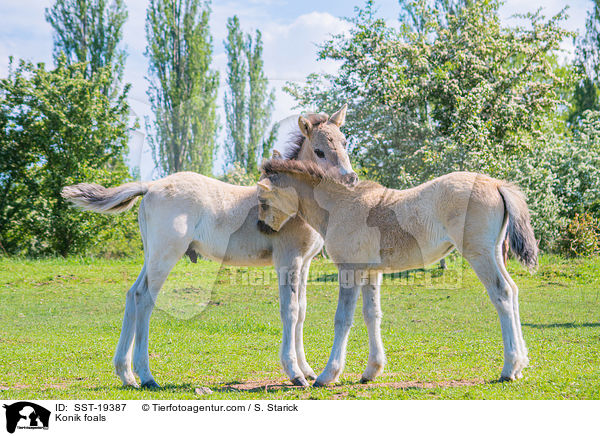 Konik Fohlen / Konik foals / SST-19387