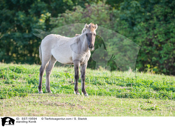 stehendes Konik / standing Konik / SST-19594