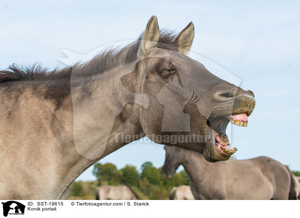 Konik Portrait / Konik portait / SST-19615