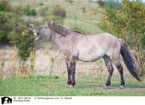 stehendes Konik / standing Konik / SST-19619