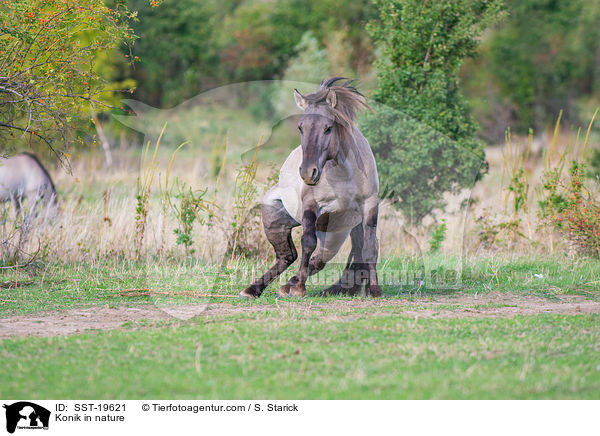 Konik in der Natur / Konik in nature / SST-19621