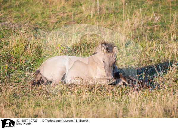 liegendes Konik / lying Konik / SST-19723