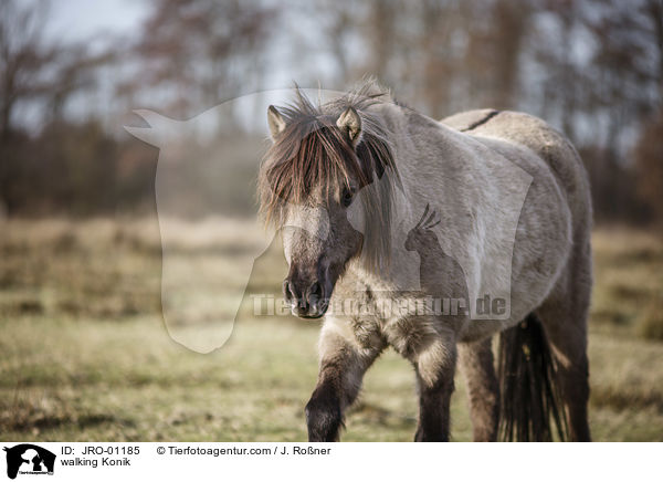 walking Konik / JRO-01185