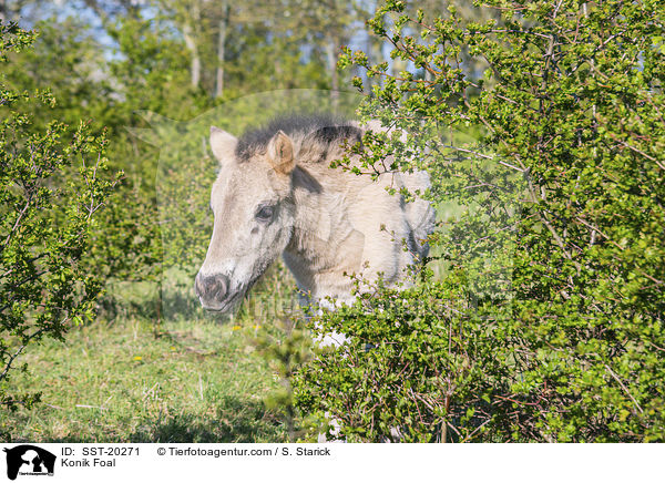 Konik Fohlen / Konik Foal / SST-20271