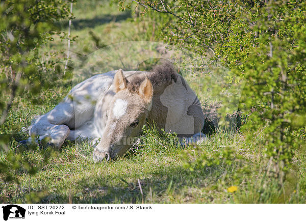 liegendes Konik Fohlen / lying Konik Foal / SST-20272