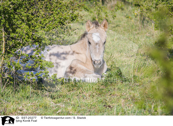 liegendes Konik Fohlen / lying Konik Foal / SST-20277