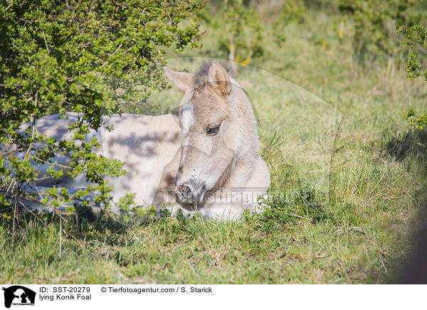 liegendes Konik Fohlen / lying Konik Foal / SST-20279