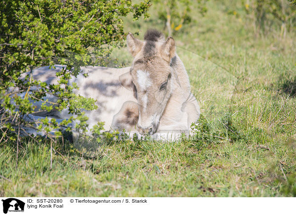 liegendes Konik Fohlen / lying Konik Foal / SST-20280