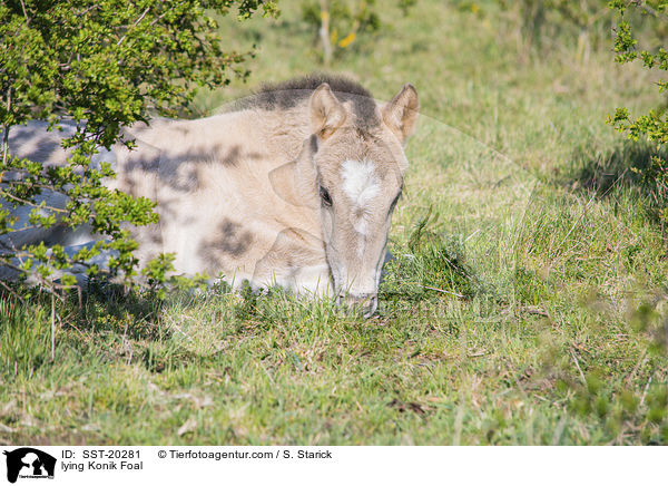 liegendes Konik Fohlen / lying Konik Foal / SST-20281