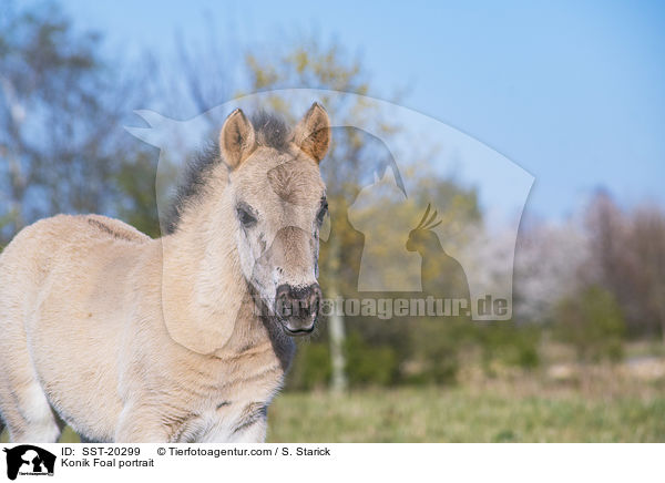 Konik Fohlen Portrait / Konik Foal portrait / SST-20299