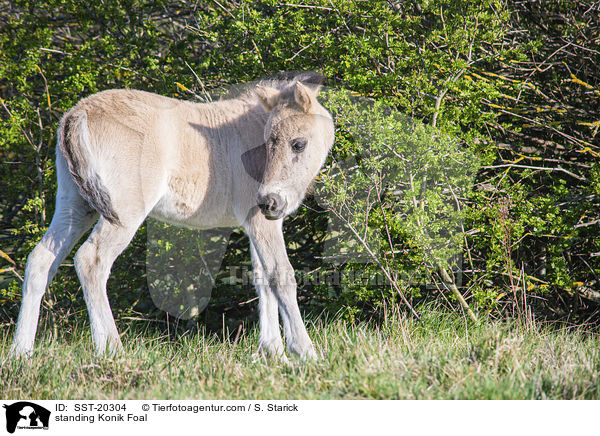 stehendes Konik Fohlen / standing Konik Foal / SST-20304