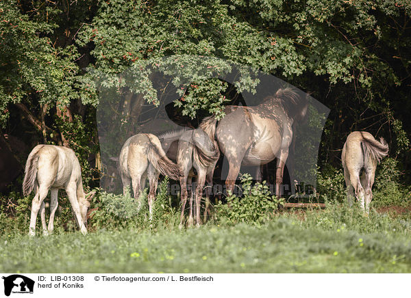 Konik Herde / herd of Koniks / LIB-01308