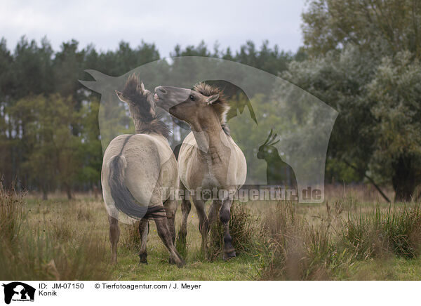 Konik / Konik / JM-07150