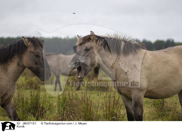 Konik / Konik / JM-07151