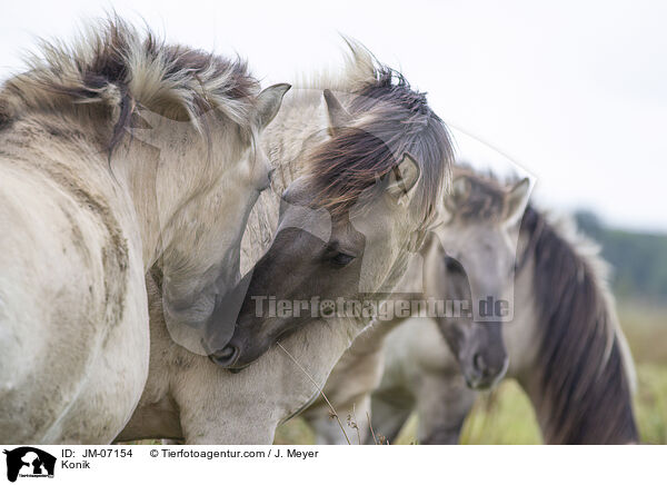 Konik / Konik / JM-07154