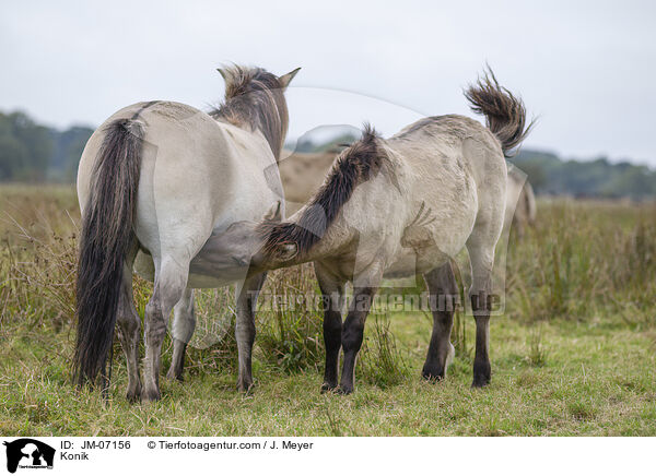 Konik / Konik / JM-07156