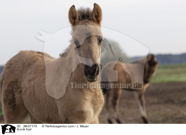 Konik Fohlen / Konik foal / JM-07170