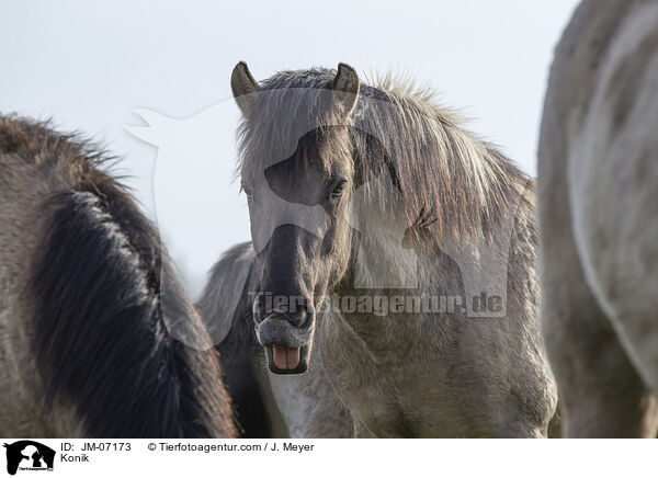 Konik / Konik / JM-07173