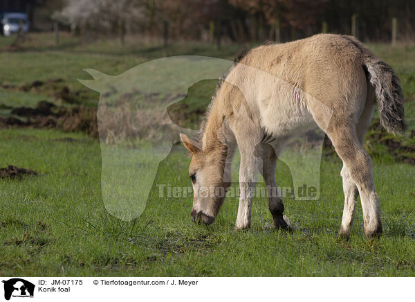 Konik Fohlen / Konik foal / JM-07175