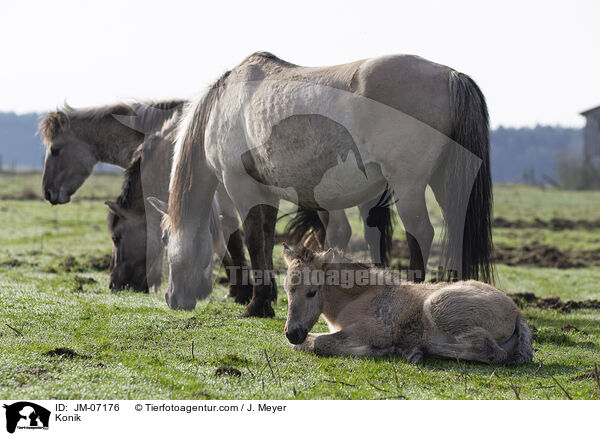 Konik / Konik / JM-07176