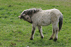 horse foal