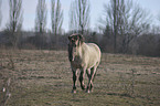 Konik