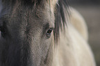 Konik eye