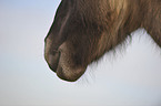 Konik mouth