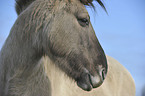 Konik Portrait