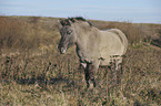 walking Konik