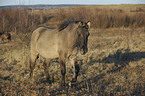 walking Konik