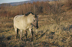 walking Konik