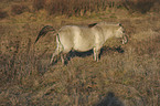 urinating Konik