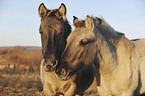 Konik Portrait