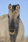 Konik Portrait